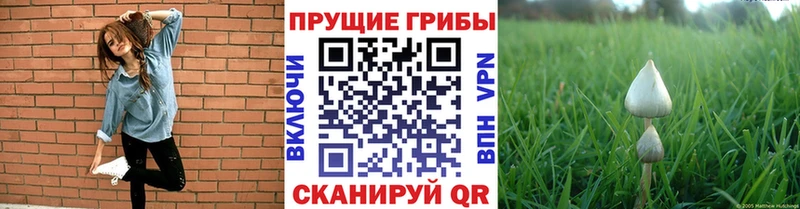 Галлюциногенные грибы Psilocybe  Удомля 